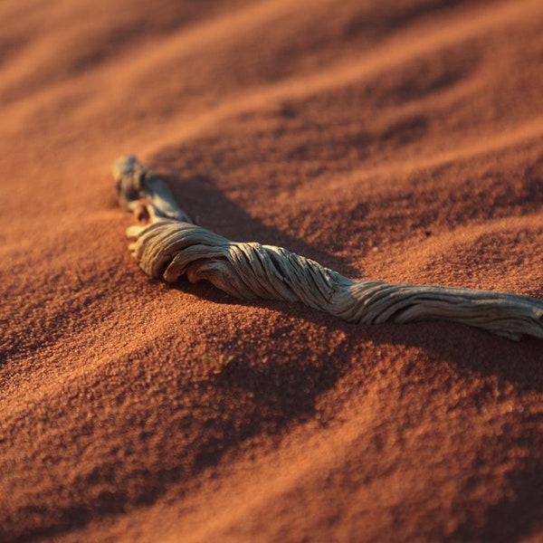 Desert Driftwood - Wadi Rum Protected Area, Jordan (photo print, wall art, closeup, golden hour, ripples, warm colors, horizontal)