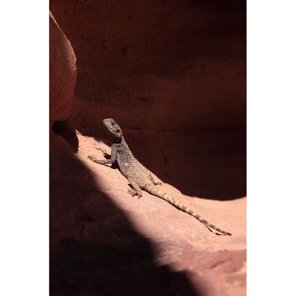 Roughtail Rock Agama - Wadi Rum Protected Area, Jordan (photo print, wall art, wildlife, animal, reptile, lizard, vertical)