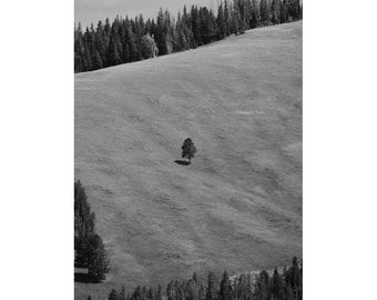 Lone Tree on Hill - Yellowstone National Park, Wyoming (photo print, wall art, landscape, black and white, vertical)