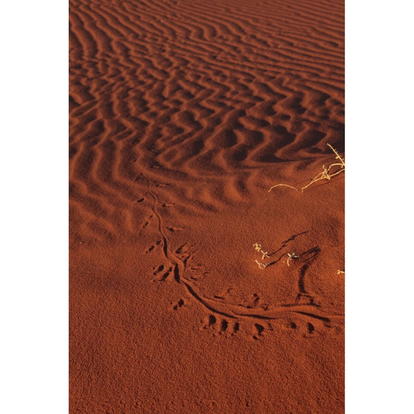 Lizard Tracks in the Sand - Wadi Rum Protected Area, Jordan (photo print, wall art, dunes, ripples, animal tracks, golden hour, vertical)