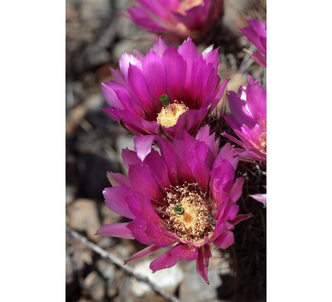 Rosa Igel Kaktus Blumen Saguaro National Park, Arizona Fotodruck