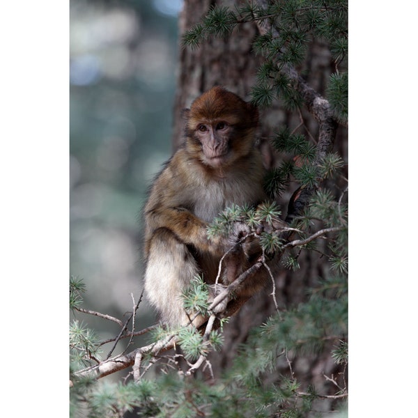 Barbary Macaque in Tree - Ifrane National Park, Morocco (photo print, wall art, wildlife, animal, monkey, forest, Atlas cedar, vertical)