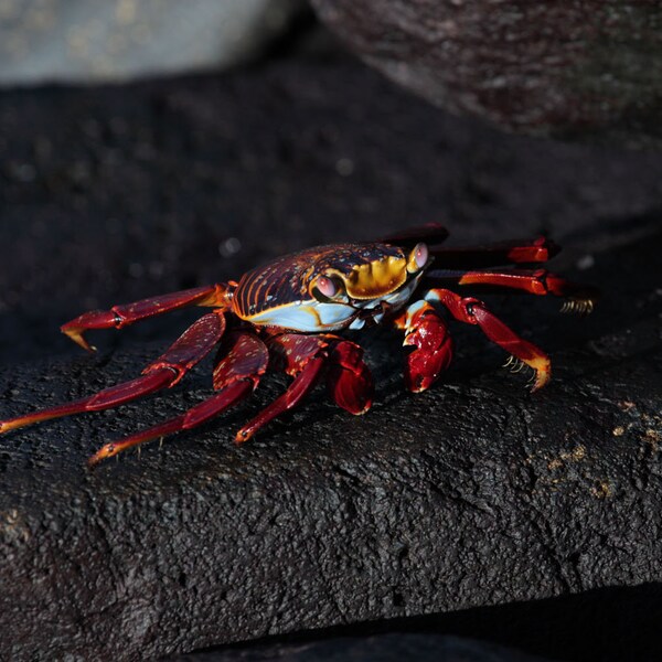 Sally Lightfoot Crab - Galápagos Islands, Ecuador (photo print, wall art, wildlife, marine life, animals, horizontal)