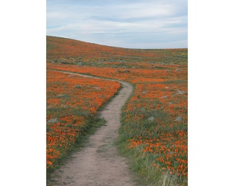 Path through Field of California Poppies - Antelope Valley, California (photo print, wall art, orange wildflowers, spring, bloom, vertical)