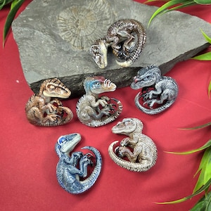 Op de afbeelding: Een verzameling gedetailleerde dinosaurusbeeldjes in verschillende kleuren, waaronder bruin, blauw en grijs. De miniatuur raptors zijn in gekrulde posities afgebeeld, met zichtbare klauwen en een textuurhuid. Sommige staan op een grijze steen, andere op een rode achtergrond.