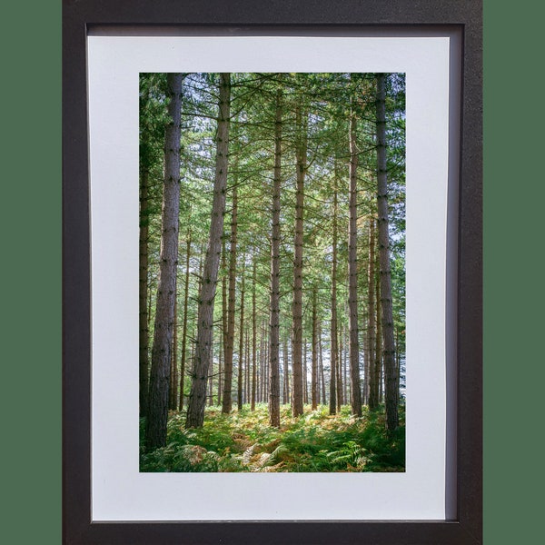 Pine Tree Forest Photo Print | Forest Photography Fine Art | Gift Idea Wall Decor Wall Art Hampshire UK New Forest