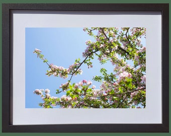Cherry Blossom Photo Print | Nature Photography Hampshire Flower Photograph | Art Wall Decor
