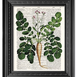 Radish print, Dictionary art print, Kitchen decor, Botanical print, upcycled dictionary page, Home Wall Decor, Gift poster [ART 064]