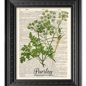 Kitchen Herb Print, Parsley Print, Dictionary art print, Old book pages, Kitchen decor, Dining room decor, Herbs Wall Decor, New home gift