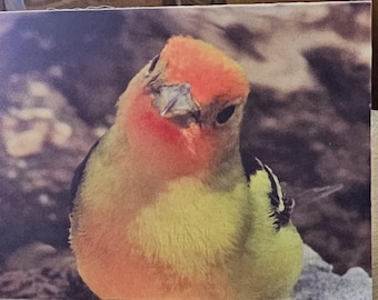 Blank Note Cards - Birds