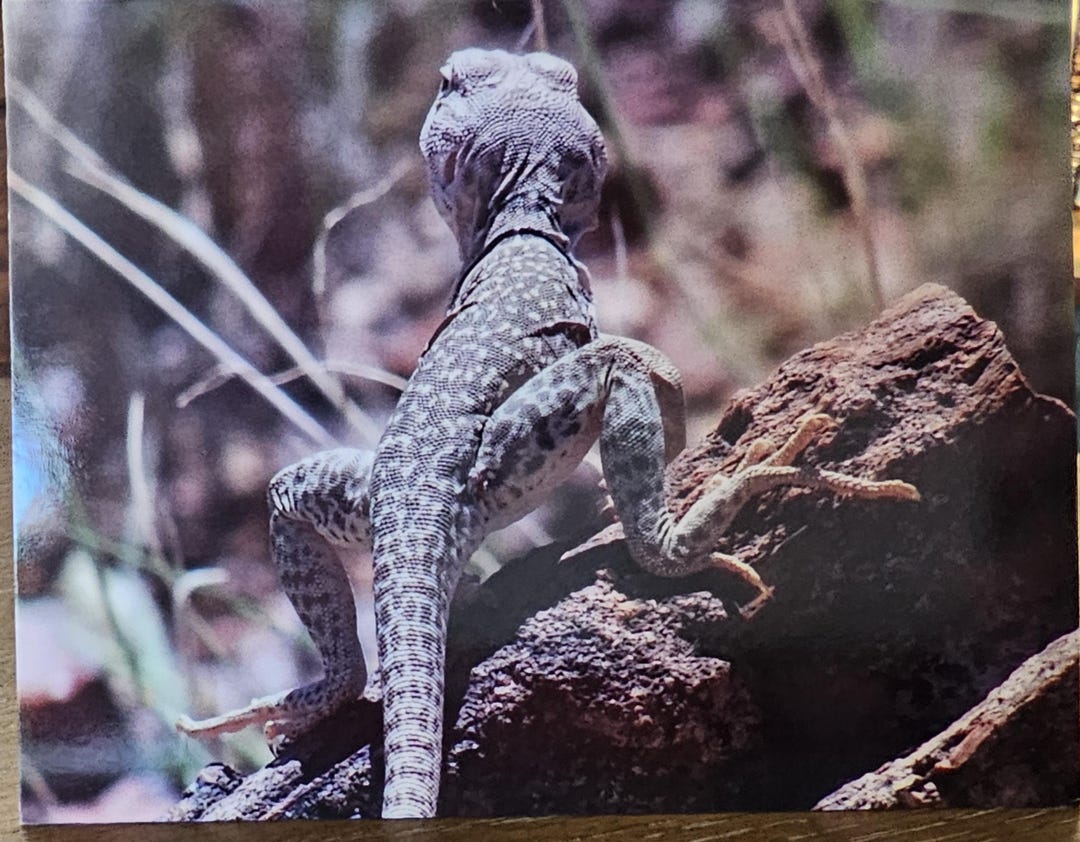 Blank Note Cards - Lizards - Etsy