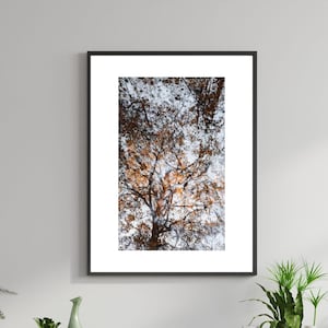 May include: A framed photograph of a tree with brown leaves against a white background. The photograph is hanging on a white wall in a living room setting with a brown leather couch, a wooden chair, and potted plants.