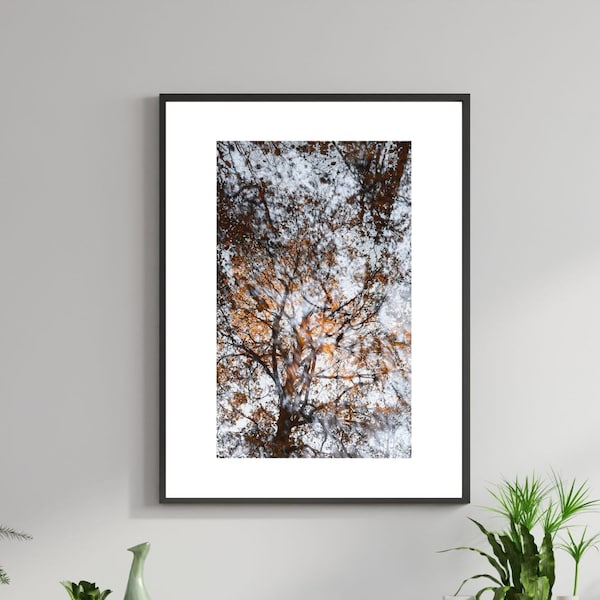 Copper Beech Reflected - Fine Art Photo - Landscape Photography - Abstract Photography - Woodlands