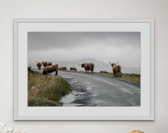 Fotografía de vacas de las Tierras Altas de Skye: Arte mural de las Hébridas Escocesas