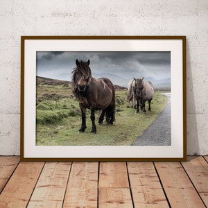 Shetlandponies VII / Uist / Hebriden-Pferde / Süd-Uist / Äußere Hebriden / Schottland