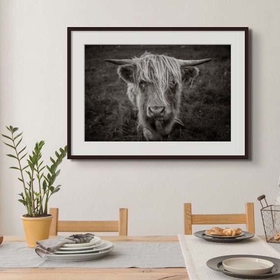 Highland Cow Print: Isle of Lewis, Scotland Coo Photo