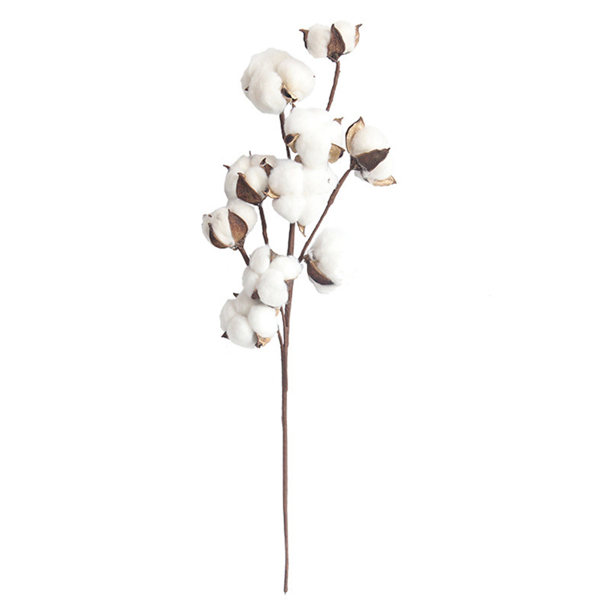 Naturally Dried Cotton Flower with Long Stem - 10 Heads Dried Cotton …