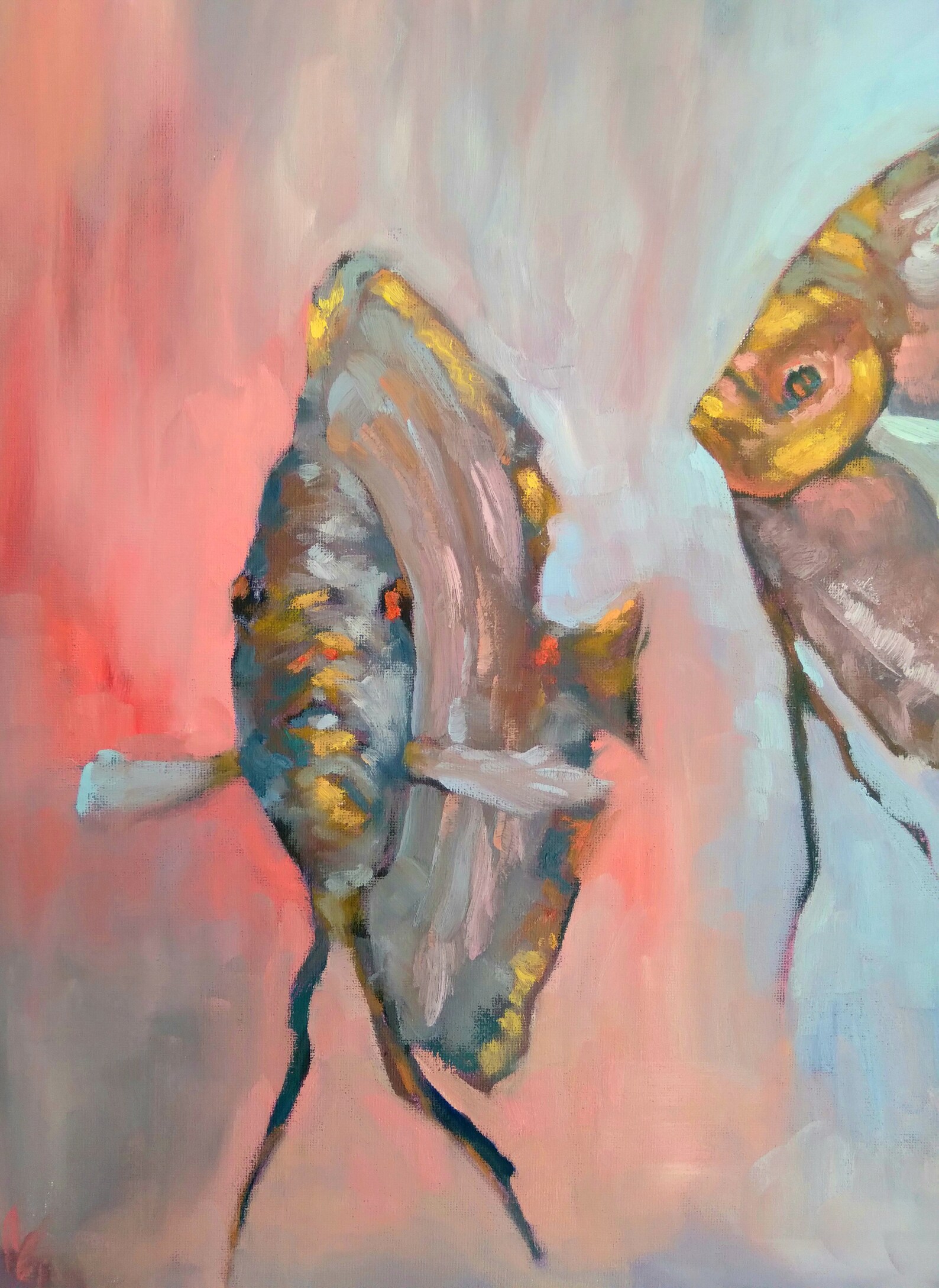 Original Discus Fish Oil Painting, Fish Art - Etsy