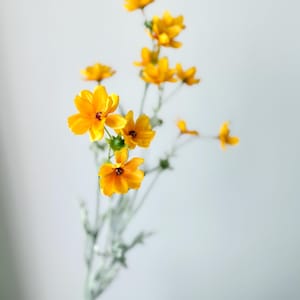 May include: A bouquet of yellow flowers with delicate petals and green stems. The flowers are arranged in a vase and are in full bloom.