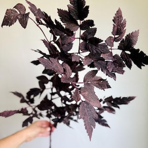 K&ouml;nnte beinhalten: Ein einzelner botanischer St&auml;ngel mit mehreren Zweigen und tief gezackten, dunkelviolett-schwarzen Bl&auml;ttern. Das Laub hat eine texturierte, matte Oberfl&auml;che mit subtilen Variationen in tiefen Pflaumen- und Anthrazitt&ouml;nen an den gezackten R&auml;ndern.