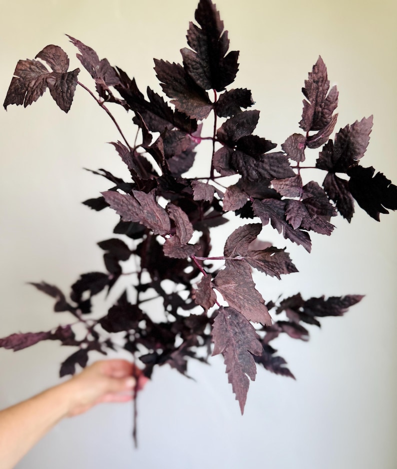 K&ouml;nnte beinhalten: Ein einzelner botanischer St&auml;ngel mit mehreren Zweigen und tief gezackten, dunkelviolett-schwarzen Bl&auml;ttern. Das Laub hat eine texturierte, matte Oberfl&auml;che mit subtilen Variationen in tiefen Pflaumen- und Anthrazitt&ouml;nen an den gezackten R&auml;ndern.