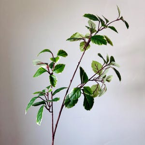 May include: A sprig of greenery with dark brown stems and green leaves edged in white. The leaves have red veins. The plant is set against a plain, light gray background.