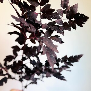 K&ouml;nnte beinhalten: Ein einzelner botanischer St&auml;ngel mit zahlreichen tief gezackten, dunkelvioletten bis fast schwarzen Bl&auml;ttern. Das Laub ist entlang eines zentralen Stiels angeordnet und zeigt eine satte, dunkle Farbpalette mit sichtbaren Blattadern.