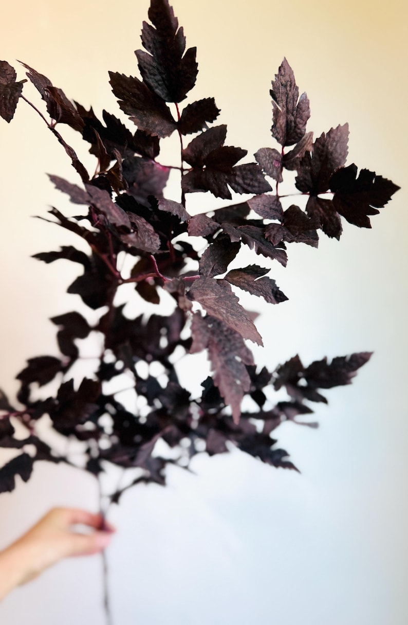 K&ouml;nnte beinhalten: Ein einzelner botanischer St&auml;ngel mit zahlreichen tief gezackten, dunkelvioletten bis fast schwarzen Bl&auml;ttern. Das Laub ist entlang eines zentralen Stiels angeordnet und zeigt eine satte, dunkle Farbpalette mit sichtbaren Blattadern.