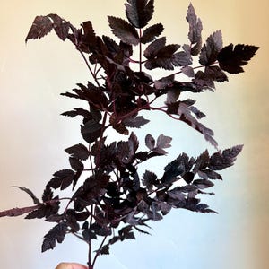 May include: A single botanical stem featuring multiple branches with deep dark purple, almost black, serrated leaves. The foliage has a textured, matte appearance with a complex, branching structure that extends outward from a central main stalk.