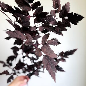 K&ouml;nnte beinhalten: Ein botanischer St&auml;ngel mit mehreren Zweigen und tief gezackten, dunkel purpur-braunen Bl&auml;ttern. Das Laub hat eine ausgepr&auml;gte, matte Textur mit sichtbaren Blattadern, die sich von einem zentralen Stiel in einem verzweigten Muster ausbreiten.