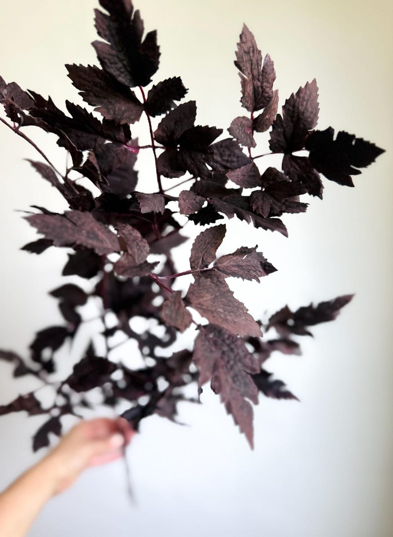 K&ouml;nnte beinhalten: Ein botanischer St&auml;ngel mit mehreren Zweigen und tief gezackten, dunkel purpur-braunen Bl&auml;ttern. Das Laub hat eine ausgepr&auml;gte, matte Textur mit sichtbaren Blattadern, die sich von einem zentralen Stiel in einem verzweigten Muster ausbreiten.