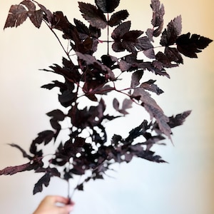 K&ouml;nnte beinhalten: Ein botanischer St&auml;ngel mit mehreren Zweigen und tief dunkelvioletten, fast schwarzen, gezackten Bl&auml;ttern. Das Laub hat eine strukturierte, matte Oberfl&auml;che mit komplexen Adernmustern, die auf jedem einzelnen Blattsegment sichtbar sind.
