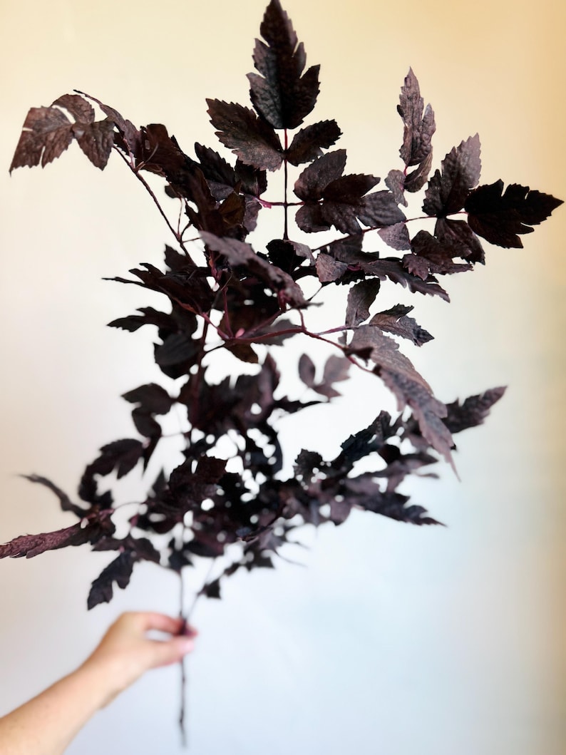 K&ouml;nnte beinhalten: Ein botanischer St&auml;ngel mit mehreren Zweigen und tief dunkelvioletten, fast schwarzen, gezackten Bl&auml;ttern. Das Laub hat eine strukturierte, matte Oberfl&auml;che mit komplexen Adernmustern, die auf jedem einzelnen Blattsegment sichtbar sind.