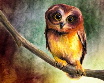 Giclee Print "Little Owl"