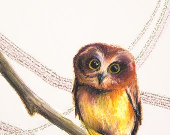 Saw Whet Owl "Say What? (Little Owl)" Giclee Print