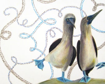 Blue Footed Boobies "Bosom Buddies" Giclee Print