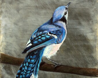 Blue Jay Giclee Print