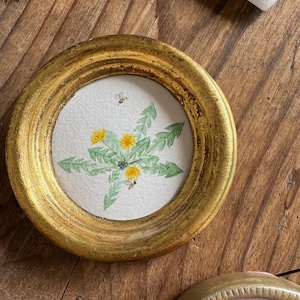 Tarassaco, taraxacum officinale - Illustrazione originale, acquerello dipinto a mano