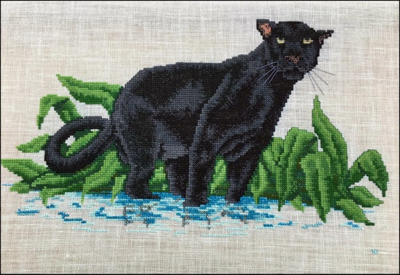 exotic black cat