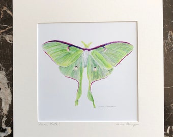 Luna moth art print, light green moth art, moth art, insect art, large winged moth art, square art, moth home decor, 12" x 12" matted