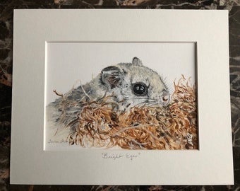 Polatouche Etsy Canada