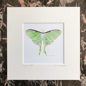 Beautiful Luna moth art print, light green moth art, insect art, large winged moth art, square art, 9" x 9" matted