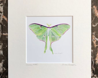 Beautiful Luna moth art print, light green moth art, insect art, large winged moth art, square art, 9" x 9" matted