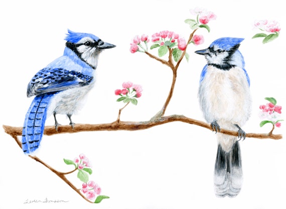 Blue Jay Pair Couple Of Blue Jays Male And Female Blue Jay Etsy