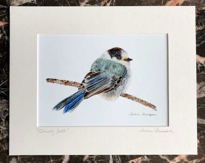 Jay R Prints Gray Jay Art Print Canada Jay Whisky Jack Grey Jay Ornithology Art ...