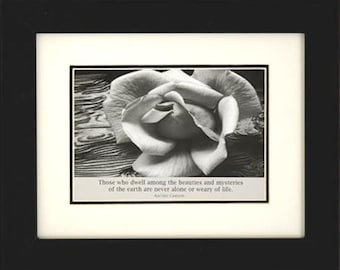 Ansel Adams White Rose  Professionally Framed Black & White Photo 8x10