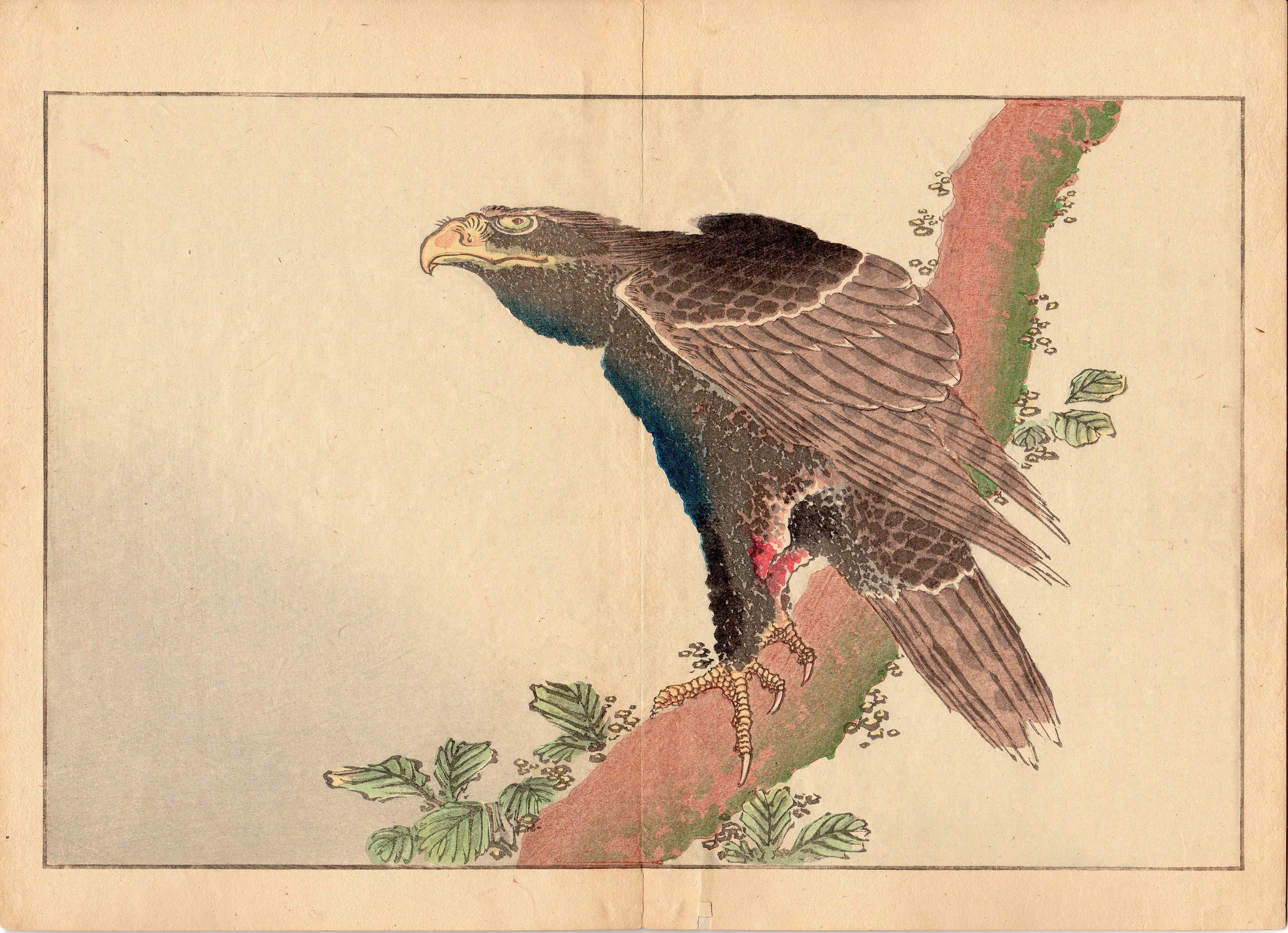 Japanese Japan Eagle Print 1880 1890 1900 1910 Bird Flight Japanese Japan Eagle Print 1880 1890 1900 1910 Bird Flight