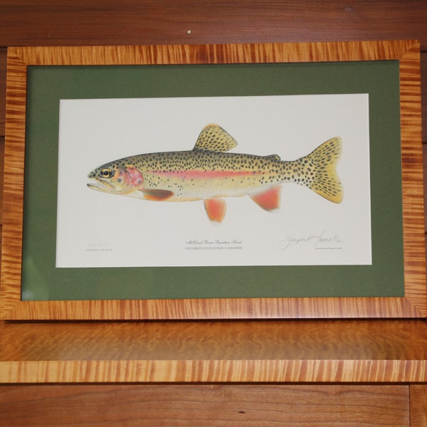 Rainbow Trout  print by Joe Tomelleri framed in Curly Maple