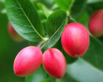 Natal Plum Etsy