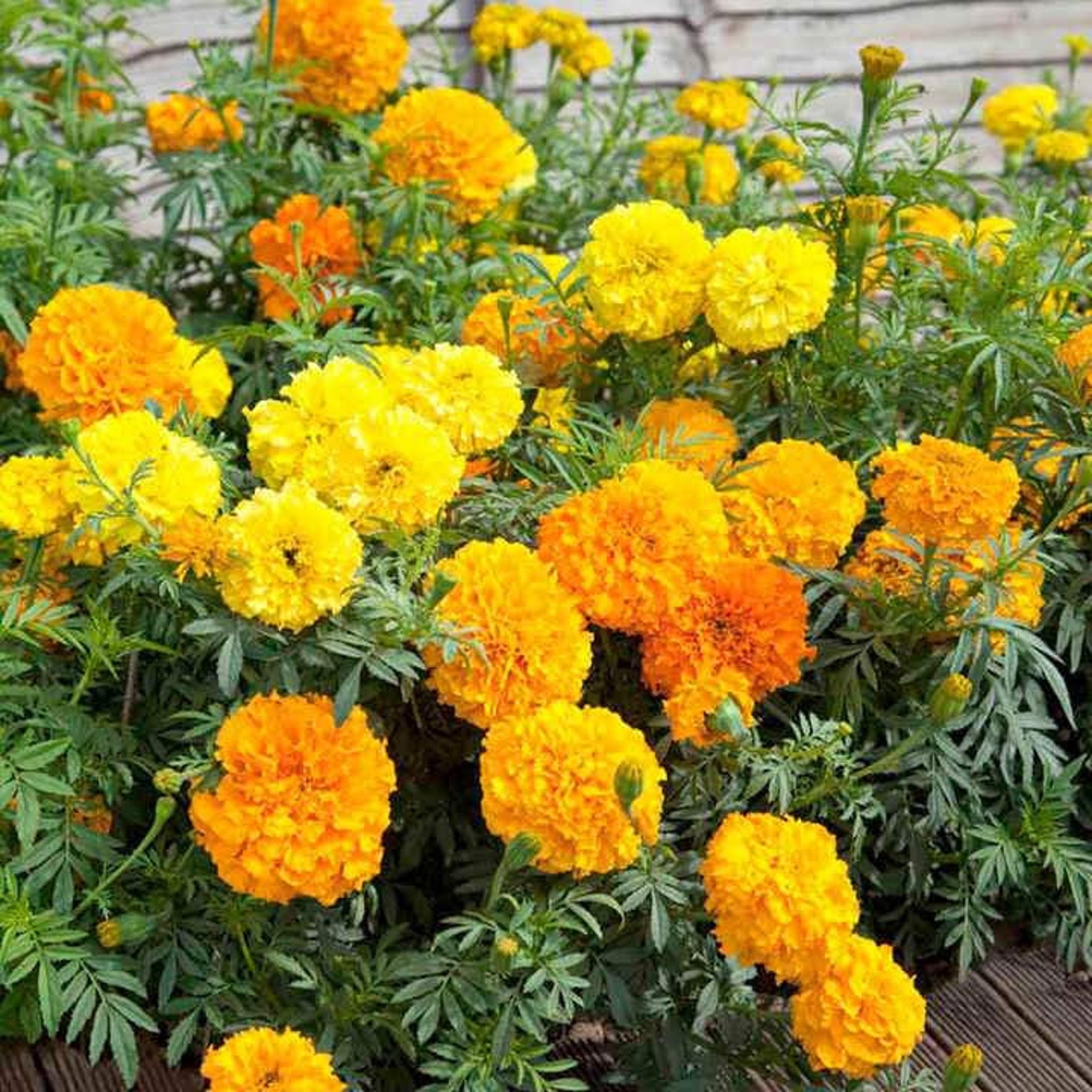 100 Pcs Marigold Cracker Jack Mix Seeds Etsy